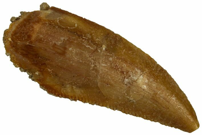 Serrated, Raptor Tooth - Real Dinosaur Tooth #296161